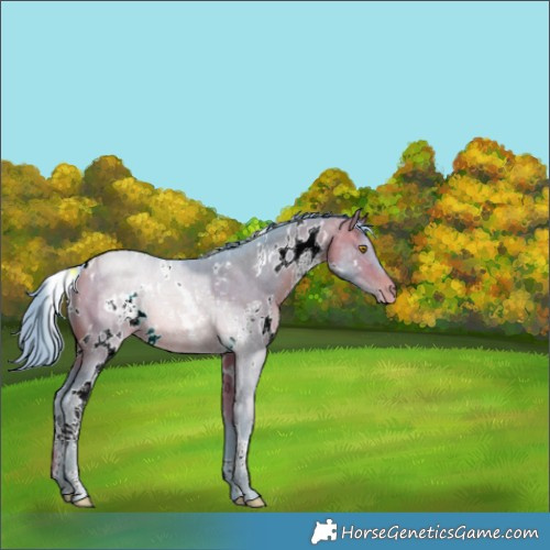 Horse Color:Watercolor White Spotted Brown Pearl