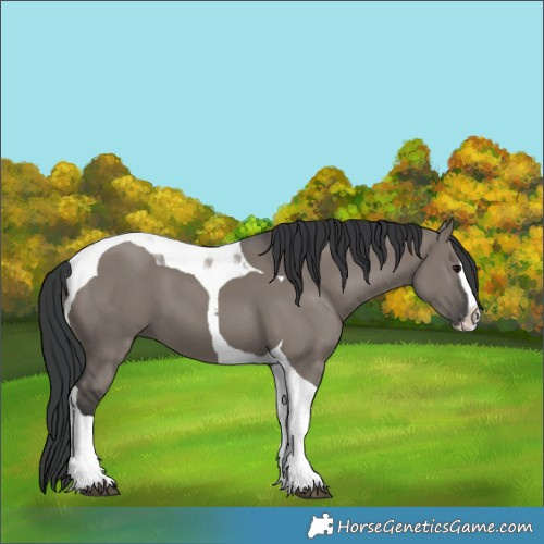 Horse Color:Grullo Splash Tobiano 