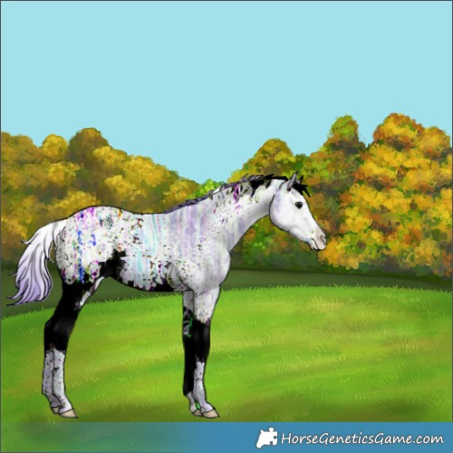 Horse Color:Watercolor White Spotted Black Ice Splash Tobiano