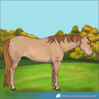 Horse Color:Red Dun 