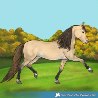 Horse Color:Buckskin Dun
