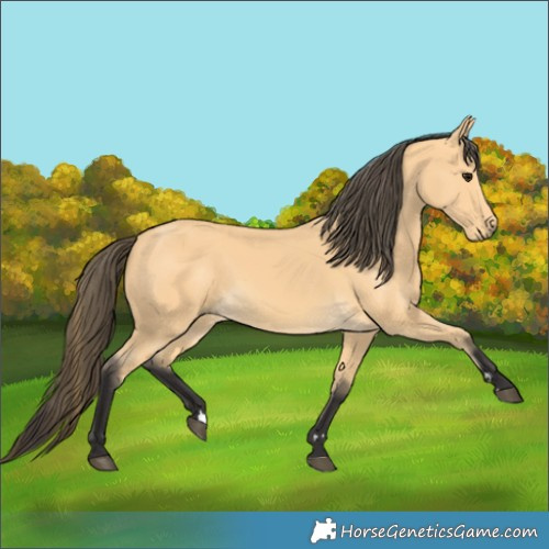 Horse Color:Buckskin 