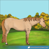 Horse Color:Red Dun