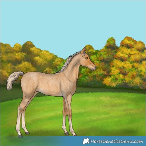Horse Color:Palomino Roan 