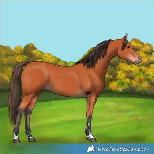 Horse Color:Bay 