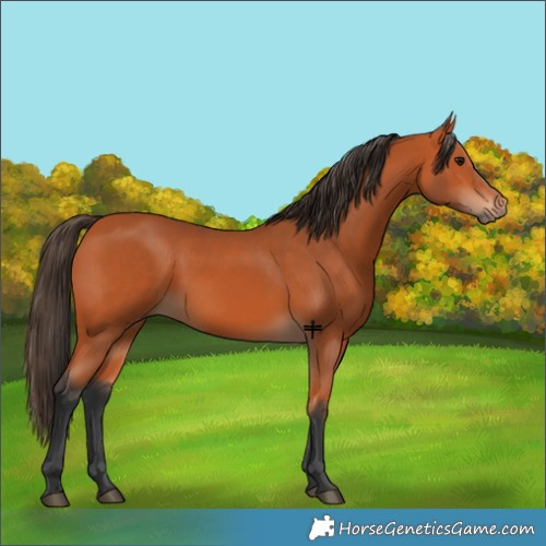 Horse Color:Bay 