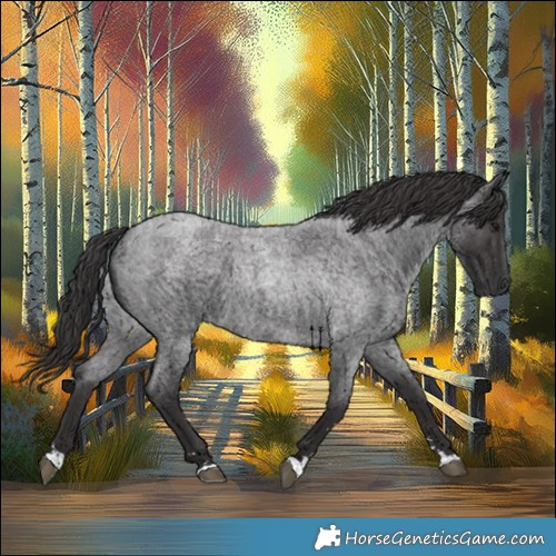 Horse Color:Smoky Blue Roan 