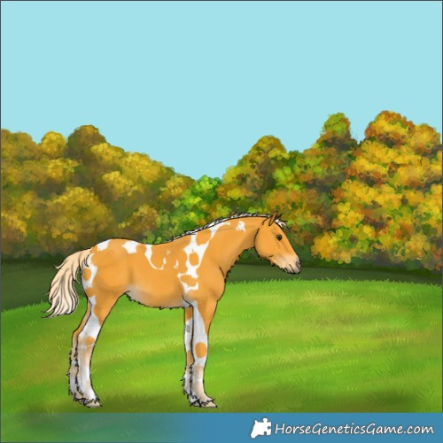 Horse Color:Palomino Tobiano
