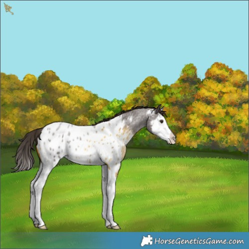 Horse Color:Liver Red Roan Splash Near Leopard 