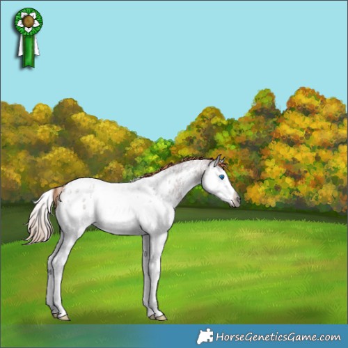 Horse Color:Gray Red Ice Roan Sabino Splash Appaloosa 