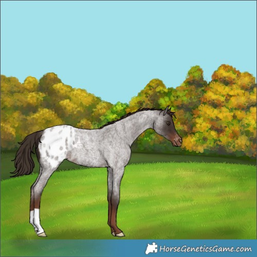 Horse Color:Liver Red Roan Appaloosa 