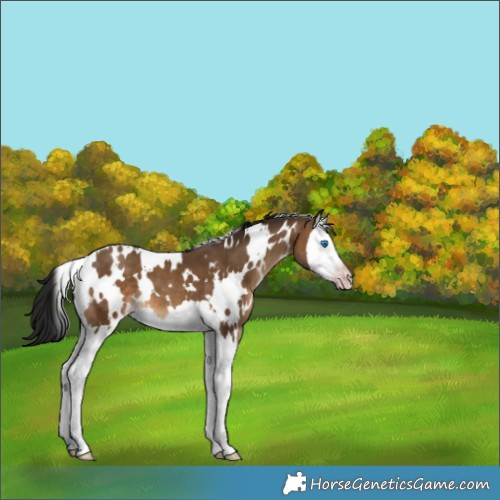 Horse Color:Gray White Spotted Sable Champagne Splash