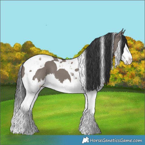 Horse Color:Grullo Splash Tobiano