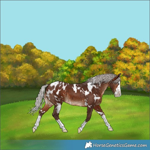 Horse Color:White Spotted Silver Brown Splash Appaloosa