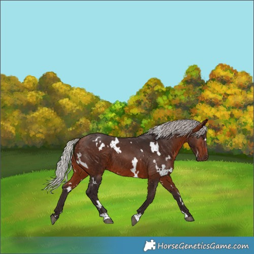 Horse Color:White Spotted Silver Brown 