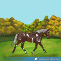 Horse Color:White Spotted Silver Brown