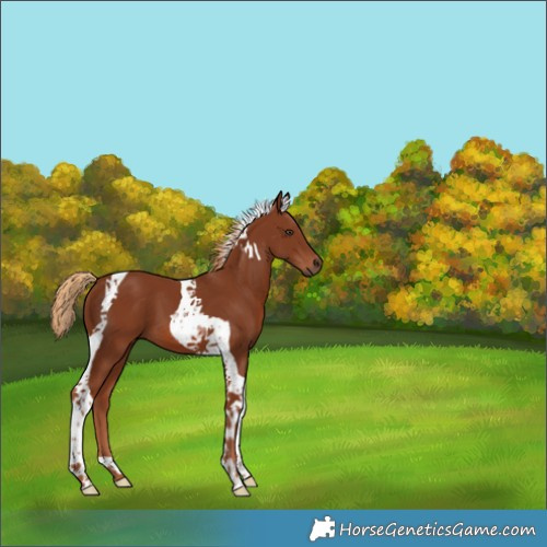 Horse Color:Chestnut Tobiano 