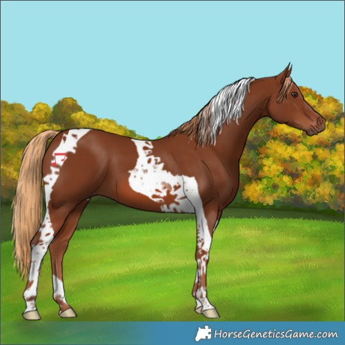 Horse Color:Chestnut Tobiano 