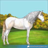 Horse Color:Buckskin Snowdrop Dun Splash Tobiano 