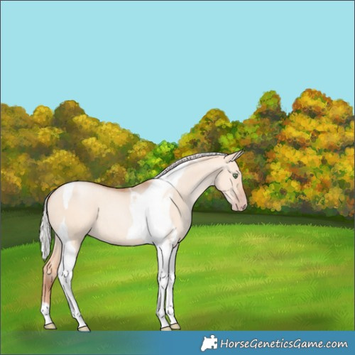 Horse Color:Silver Amber Champagne Dun Tobiano