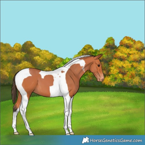 Horse Color:Bay Tobiano Appaloosa