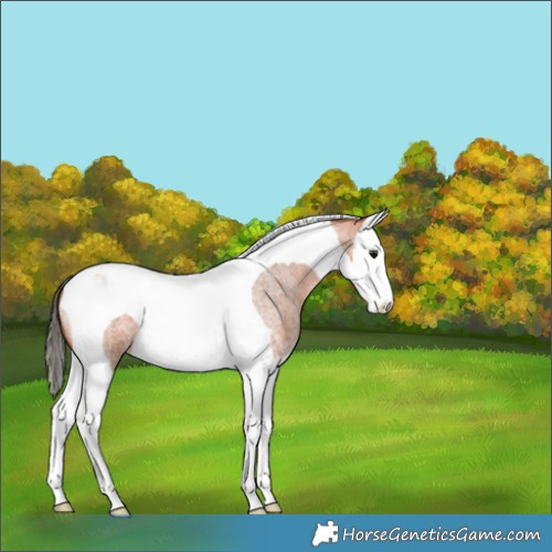 Horse Color:Bay Roan Splash Tobiano