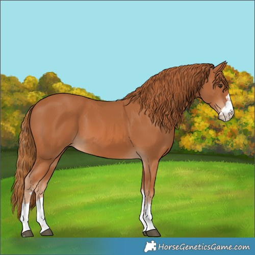 Horse Color:Unknown 
