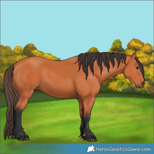 Horse Color:Unknown 