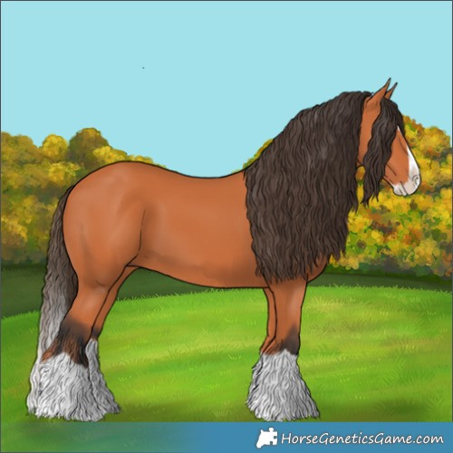 Horse Color:Bay Splash 