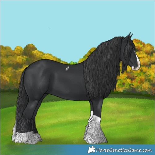 Horse Color:Black Splash Tobiano 