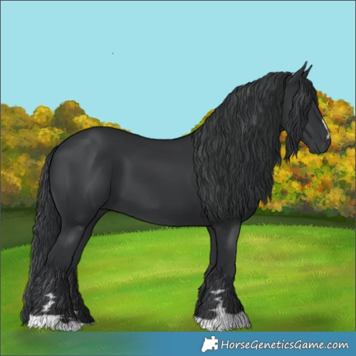 Horse Color:Black 