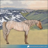 Horse Color:Chocolate Palomino Roan 
