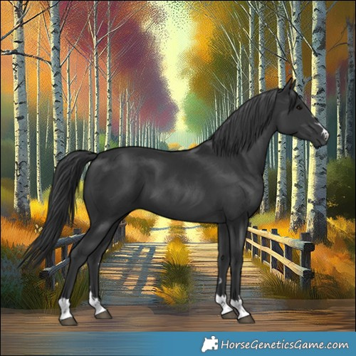 Horse Color:Black 