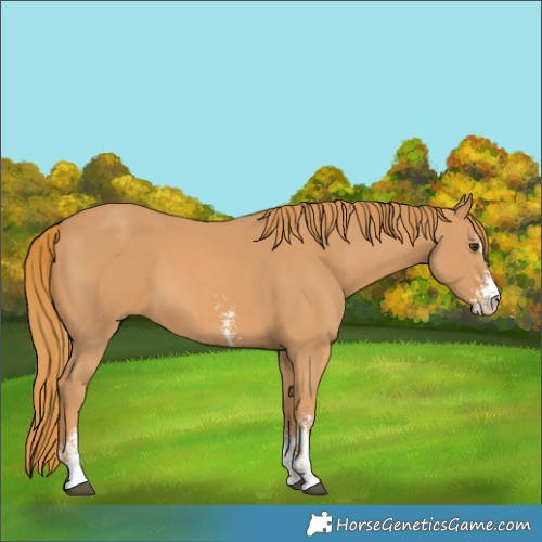 Horse Color:Chestnut Sabino