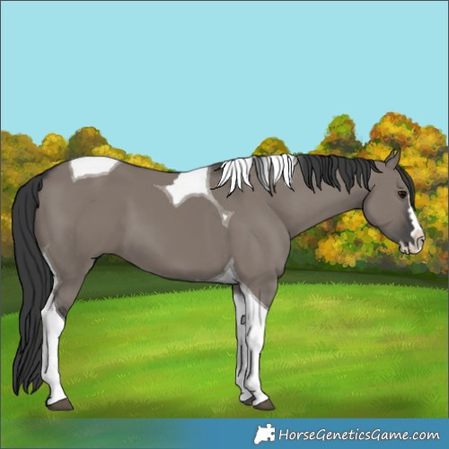 Horse Color:Grullo Splash Tobiano