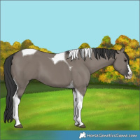 Horse Color:Grullo Splash Tobiano 