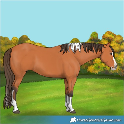 Horse Color:Bay Splash Tobiano