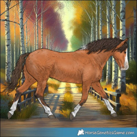 Horse Color:Bay Splash Tobiano 