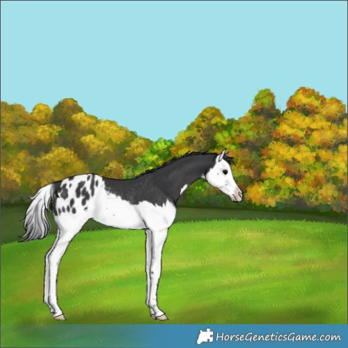 Horse Color:Black Splash Appaloosa Rabicano