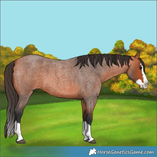 Horse Color:Bay Roan Splash