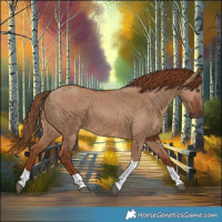 Horse Color:Red Dun Tobiano 