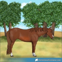 Horse Color:Chestnut 