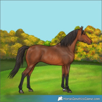 Horse Color:Bay 
