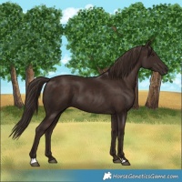 Horse Color:Liver Chestnut 