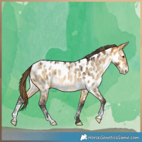 Horse Color:Powder White Buckskin Dun Appaloosa Rabicano Brindle 