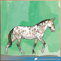 Horse Color:Powder White Buckskin Dun Appaloosa Rabicano Brindle