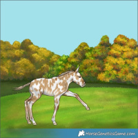 Horse Color:Chocolate Palomino Dun Appaloosa 