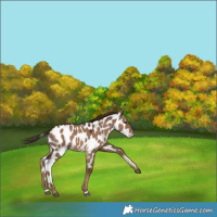 Horse Color:Liver Red Dun Near Leopard 