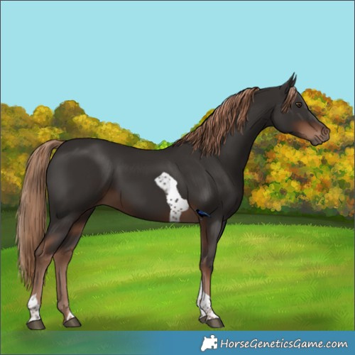 Horse Color:Liver Chestnut Tobiano 