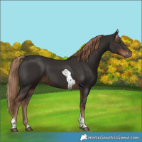 Horse Color:Liver Chestnut Tobiano 